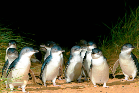 Small Feet, Big Journey: Phillip Island’s Little Penguins