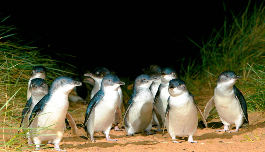 Phillip Island Penguin Parade