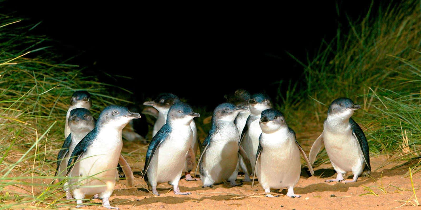 Phillip Island Penguin Parade