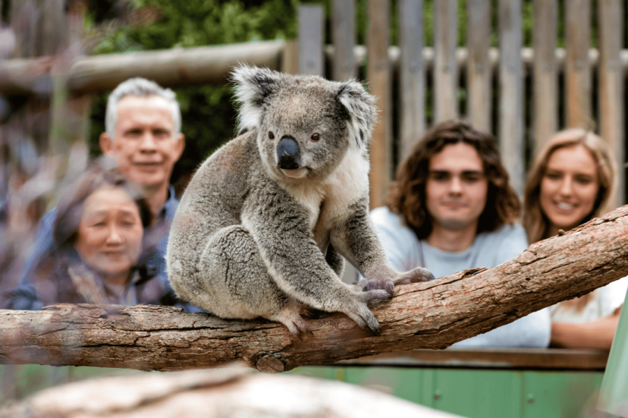 Moonlit Sanctuary Wildlife Conservation Park
