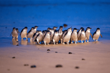 Phillip Island Penguin Parade