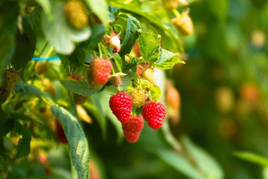 Rocky Creek Strawberry Farm Mornington