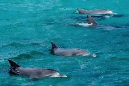 Dolphin Watch Cruises Jervis Bay