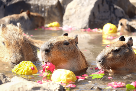 Izu Shaboten Zoo