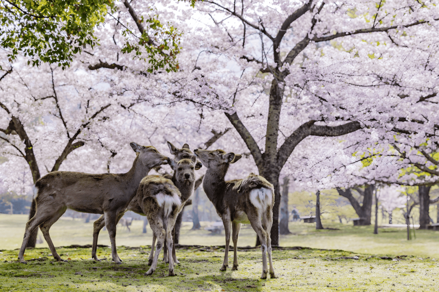 Nara Park Deers